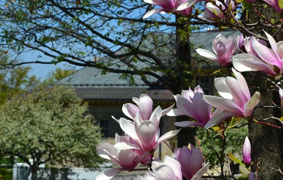 Goldwin Smith Hall in the spring