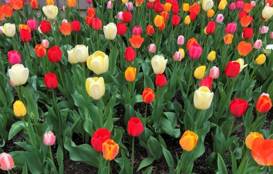 Cornell Tulips!
