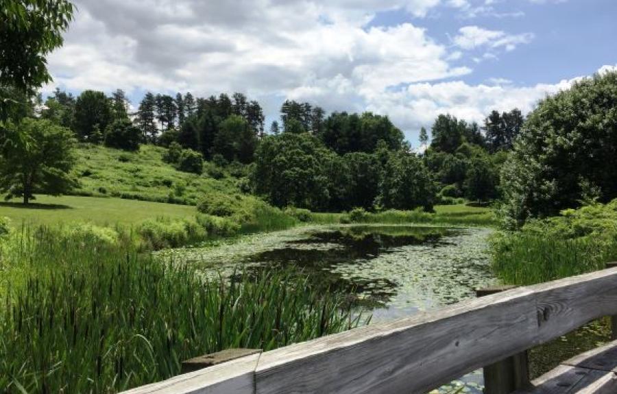 pond in the Cornell Gardens