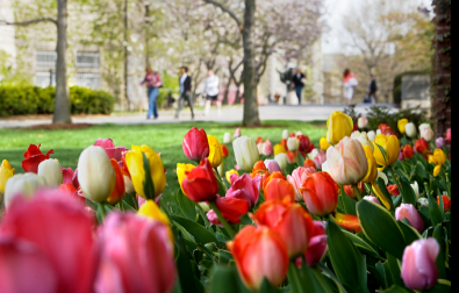 Cornell Campus in the spring, Cornell University Photography