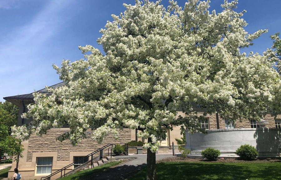 An in-bloom tree outside of Goldwin-Smith Hall.